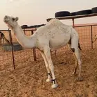 ناقه حايل طيبه
