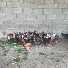 دجاج بلدي وفيومي