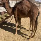قعودين للبيع