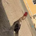 ديك بكستاني