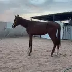 مهر شعبي