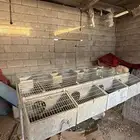 بطارية ارانب