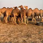 ابل نياق مشروطه العدد 17