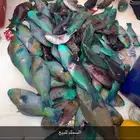 سمك طازج للبيع جده