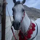 حصان شعبي كفو