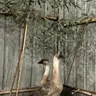 جوز منتج وز عراقي