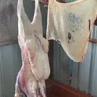 ذبايح موصلة جاهزة