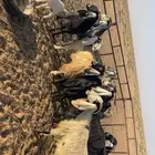 معزا عورض