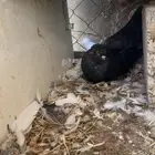 جوز هزازي منتج