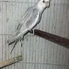 للبيع ذكر كروان رسيسف