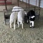 بهم للبيع - تم البيع