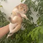 قطه سكوتش فولد ny25 (تم البيع)