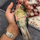 ببغاء كنيور يلو سايد تركواز