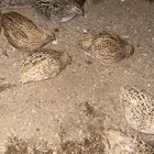سمان
