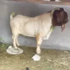 تيس فحل بورقت صافي