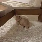قط للتبني