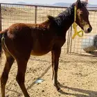 حصان عربي للبيع