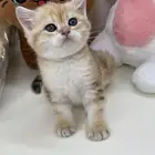 قطط سكوتش