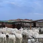 غنم مقاني مشروطه