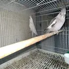 جوز كروان هولندي