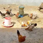 دجاج حضان