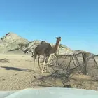 ناقه ضروبه منتج طيبه البيع مستعجل