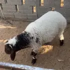 نعيم فاخر
