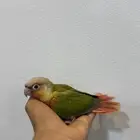 للبيع فرخين كنيور اناناس رد فكتور (( تم البيع ))