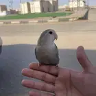 طير روز انثى انتاج