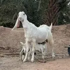 عنز هولندي مع عيالها