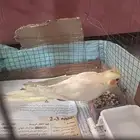 كروان لاتنيو مفطوم اليف