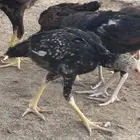 دجاج باكستاني