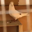 حمام قطايف