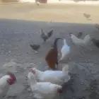 دجاج بلدي حظان