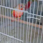 زوج كنيور اناناس دبل رد فاكتر بفروخه