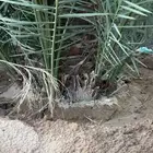 جثيث رشودية رويان للبيع وبسعر رمزي