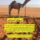 قعود جذع داخل ثني السنه هاذي رماني