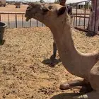 ناقه صفرا لقحه