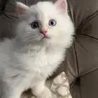 قط صغير