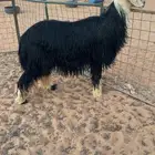 تم البيع