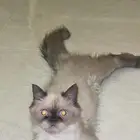 للتبني قط