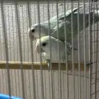 ذكرين روز