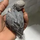 فروخ روز غر