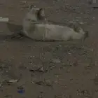 في قط ضايع في حي طيبة السلام