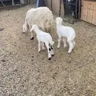 نعجه والد تحته خرفان