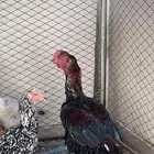 دجاج باكستاني سندي