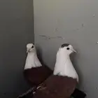مطلوب حمام شامي
