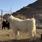 تيس فحل فاخر