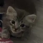 بسه