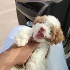 مالتيبو تي كب للبيع